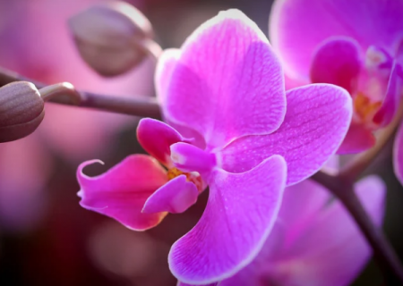 pink orchid front 