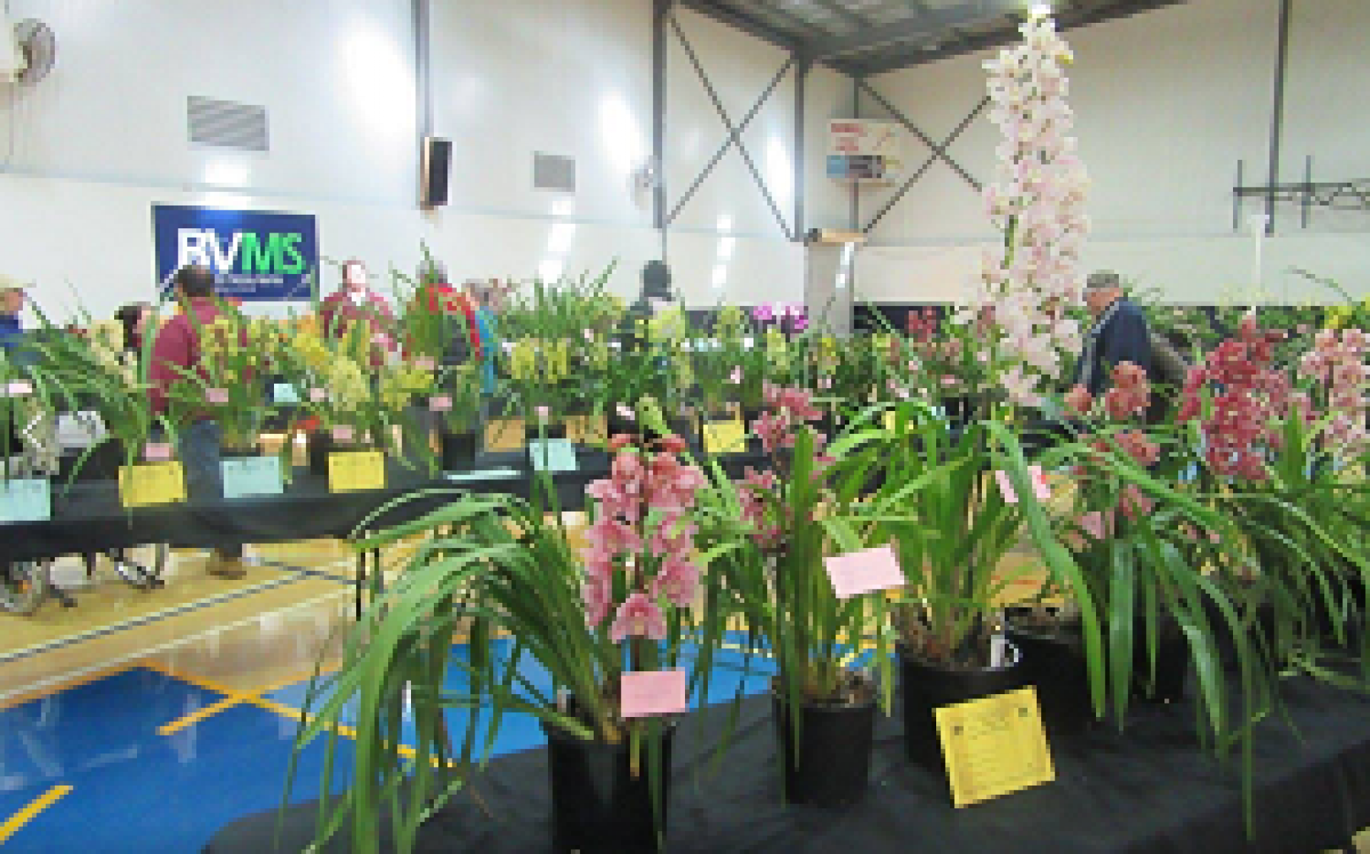 Barmera Recreation Centre - Orchids