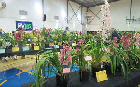 Barmera Recreation Centre - Orchids