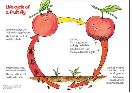 Lifecycle of a fruit fly