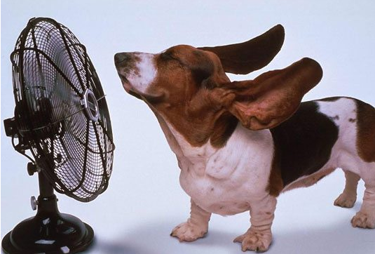 Beagle in front of fan