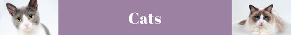 Cats Cats
